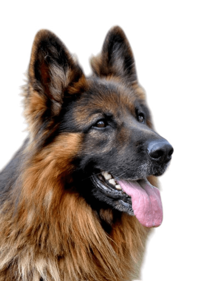 Portrait chien